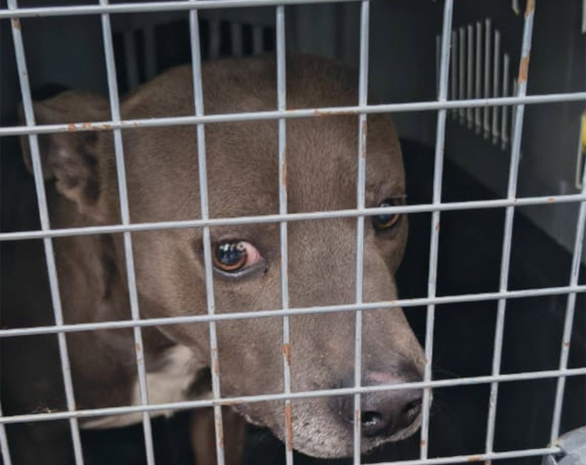 Rescataron a un perro víctima de maltrato animal en Melipal