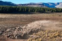 Figueroa prorrogó la emergencia agraria por sequía