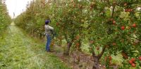 Destinan más de $916 millones a productores afectados por el granizo
