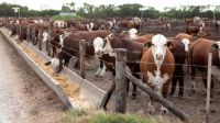 Avanzan en la regularización integral de los establecimientos de engorde a corral