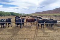 Extienden hasta el 31 de julio la inscripción para el incentivo ganadero