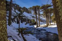 Cascada Escondida: una experiencia invernal entre nieve y pehuenes en Primeros Pinos