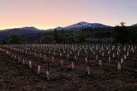 El Alto Neuquén consolida su potencial vitivinícola