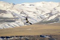 Cuando llega el invierno, la naturaleza también cambia su ritmo