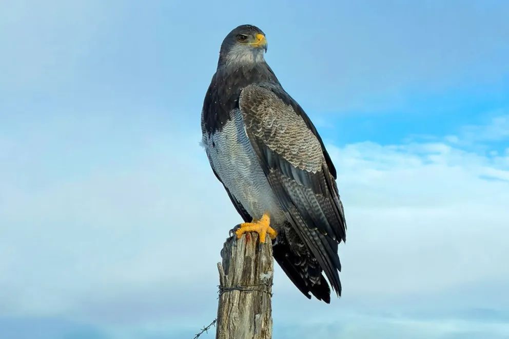 Águila Mora: una rapaz emblemática de los cielos neuquinos