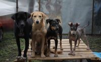 Día Mundial del Perro: cinco actividades para fortalecer el vínculo