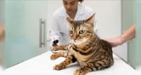 La vacunación en animales es la clave para prevenir la rabia