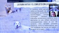 Destacan documental sobre la labor de perros protectores de ganado en el interior de la provincia