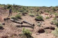Pehuén: el fósil viviente que compartió la Patagonia con los dinosaurios