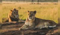 Día Mundial del León: 9 curiosidades del considerado “rey de la Selva”