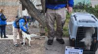 La Policía y Fiscalía rescataron un perro maltratado en una vivienda de Neuquén