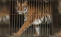 Una nueva oportunidad: 30 felinos son trasladados a santuarios