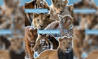 Liberaron en santuarios de Sudáfrica y Estados Unidos a los animales rescatados del exzoológico de Luján
