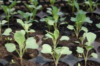 Cultivar alimentos: comenzó la inscripción al Plan de Plantines del Proda