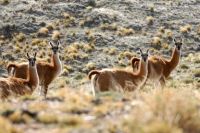 Un símbolo de Neuquén con un rol clave en los ecosistemas