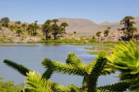 Laguna Escondida: un secreto entre la nieve y los pehuenes de Caviahue