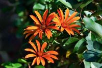 La Mutisia, la flor de la provincia del Neuquén de pétalos de color naranja intenso