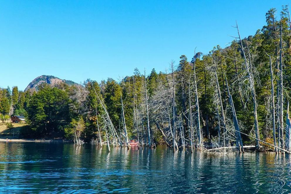 El bosque que quedó bajo el agua