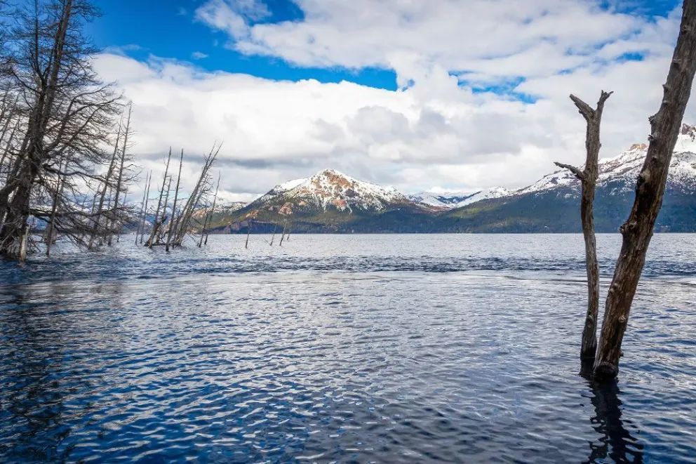 El bosque que quedó bajo el agua
