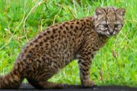 El gato huiña, uno de los felinos más pequeños del mundo