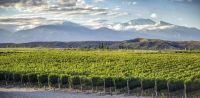 Un Malbec mendocino fue elegido como el mejor vino tinto del mundo