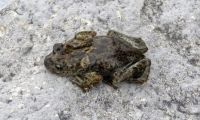 La ranita patagónica, un tesoro natural exclusivo de Neuquén