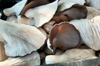 Impulsan el cultivo comercial de hongos comestibles como oportunidad de negocio en Neuquén