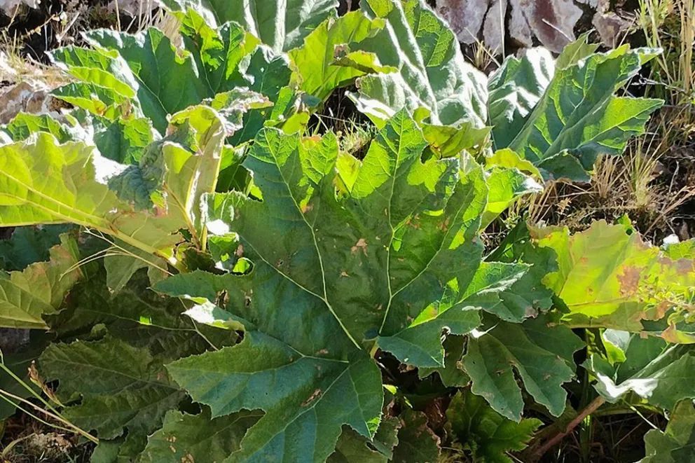 Nalca: la planta nativa del Norte Neuquino que une medicina popular, cultura y conservación