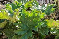 Nalca: la planta nativa del Norte Neuquino que une medicina popular, cultura y conservación