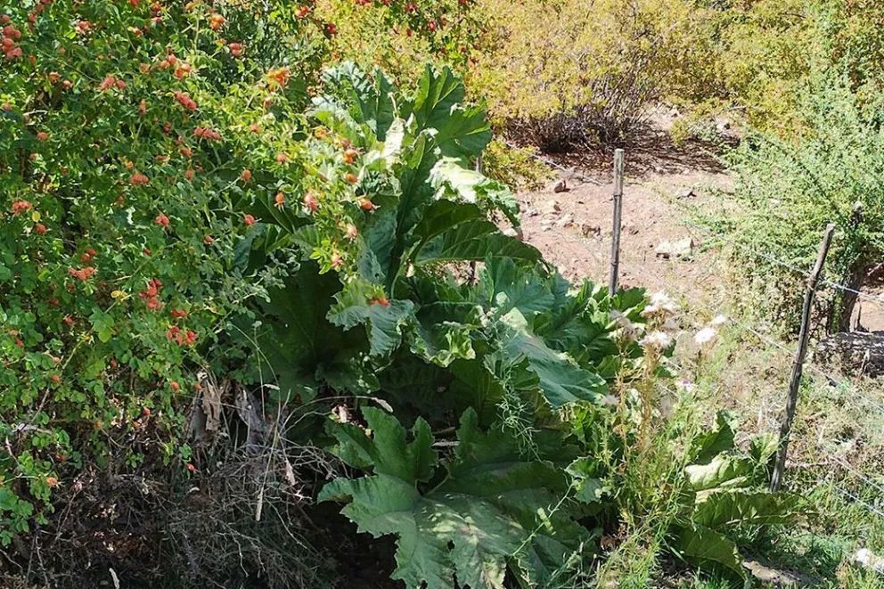 Nalca: la planta nativa del Norte Neuquino que une medicina popular, cultura y conservación