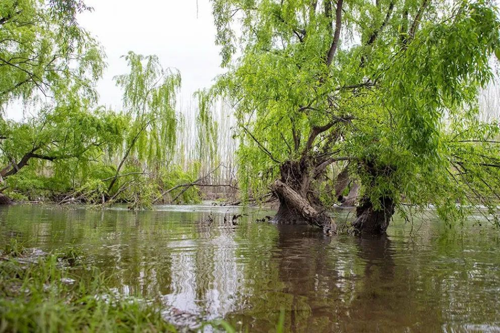 Primavera a orillas del río Neuquén: un paseo por el verde del Parque Agreste