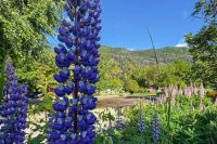 Espectáculo de colores: Cuando el blanco empieza a darle lugar al verde