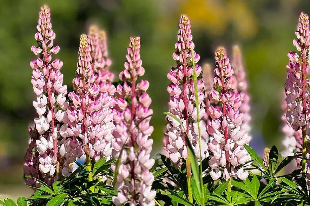 Espectáculo de colores: Cuando el blanco empieza a darle lugar al verde