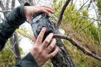 Cámaras trampa permitirán conocer el hábitat del Monito del Monte en Copahue
