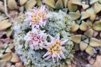 Descubren en el Domuyo y el Wayle una nueva especie vegetal exclusiva del norte neuquino