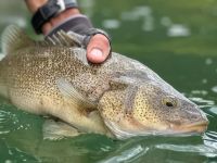 La perca, una de las especies de la fauna neuquina