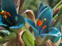 Puya: la planta de flores azul eléctrico que crece en el norte neuquino