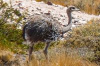 Invitan a capacitación sobre manejo básico de fauna silvestre en Aluminé