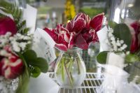 Los tulipanes de Huinganco, un regalo único para el Día de la Madre