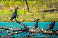 Invitan a descubrir las aves que dibujan los cielos neuquinos