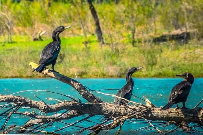 Invitan a descubrir las aves que dibujan los cielos neuquinos