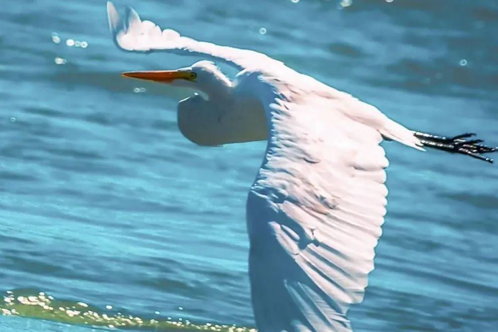 Invitan a descubrir las aves que dibujan los cielos neuquinos