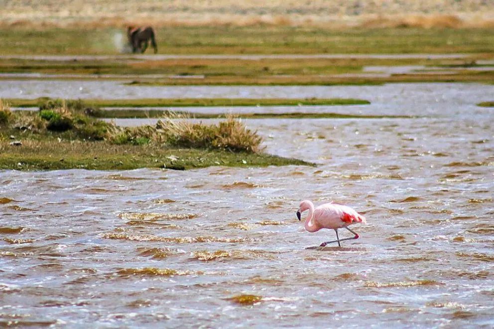 Invitan a descubrir las aves que dibujan los cielos neuquinos