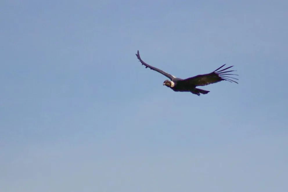Invitan a descubrir las aves que dibujan los cielos neuquinos