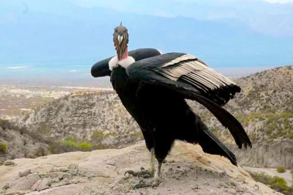 Invitan a descubrir las aves que dibujan los cielos neuquinos