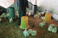 Recomiendan reforzar la prevención de la coccidiosis en aves de corral ante las lluvias