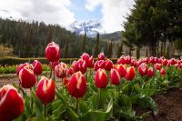 Los tulipanes vuelven a ser protagonistas de un fin de semana de actividades en el norte neuquino