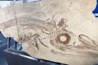Un reptil marino de 150 millones de años cuenta la historia de Neuquén desde el Museo Olsacher
