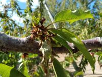 Bajo amenaza invisible: alertan sobre una primavera crítica para la sanidad de los frutales del Alto Valle