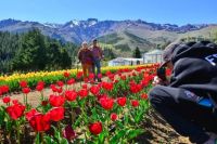 De Asia Central al norte neuquino: el tulipán florece en Huinganco